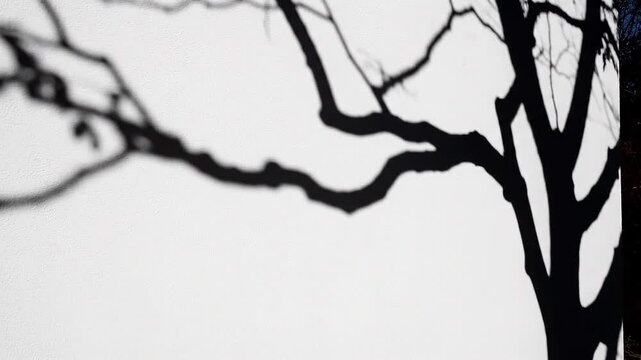 Shadows of a bare tree branch create a stark, graphic pattern against a bright white background