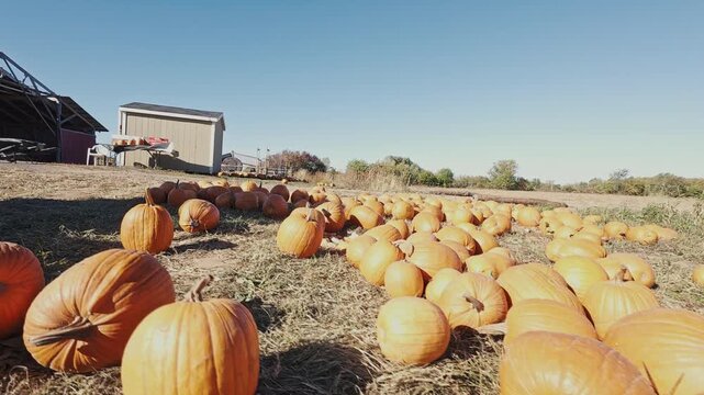 Enchanting misty morning on a pumpkin farm in Nova Scotia, Canada. Colorful pumpkins ready for Halloween, red tractor parked among sunflowers under soft autumn sunlight 4K.