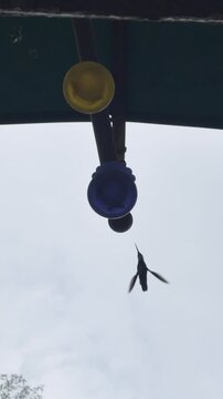 Colibr&iacute;es volando en c&aacute;mara lenta, capturando el aleteo r&aacute;pido y preciso mientras se alimentan del bebedero.
