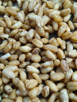 wheat weevil Sitophilus granarius beetles on damaged grain.