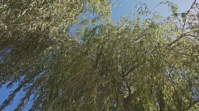 Beautiful low angle shot looking up at lush willow tree branches moving softly in the wind. Golden sunlight beams through the green canopy, creating peaceful and meditative forest atmosphere 4K.