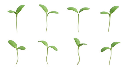 Obraz premium eight sprouts emerging growth and renewal against a plain white backdrop educational or environmental concepts