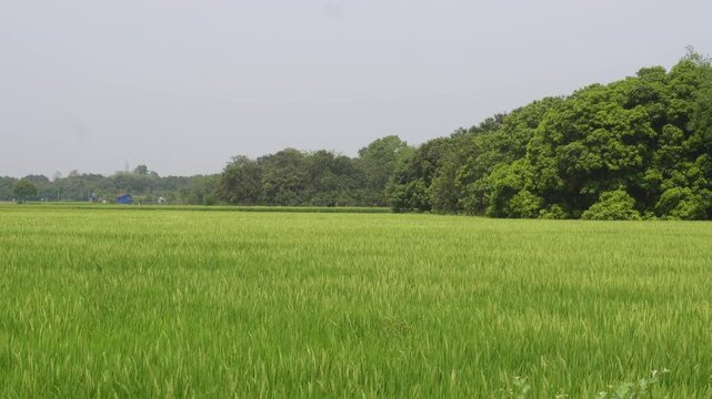 Green Agricultural Field with Trees Under Clear Sky