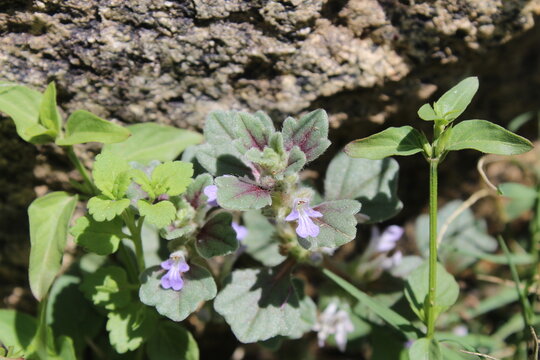 Ajuga decumbens, Bugleweed or Lallemantia royleana
