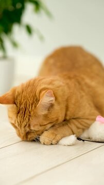 Ginger tabby cat play with cat toy at home with white interior. Healthy joyful active cat. Pets care. Red cat for advertisement. Cat`s game and leisure. Feline adventure.