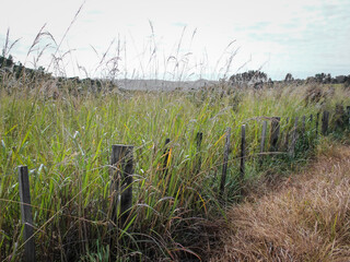 roadside vegetation scene with wild grasses. a buffer for farmland or opportunity for invasive species. © mailcaroline