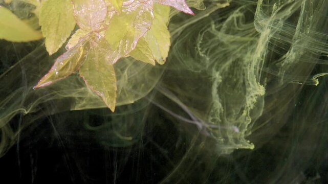 Multilayered leaves submerged in green ink, close botanical cluster rotating in studio tank with drifting smoke trails, experimental underwater study