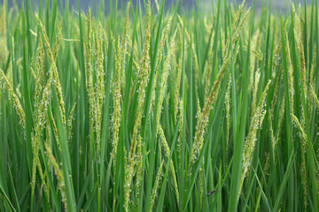 Fototapeta premium Young rice ears in the field