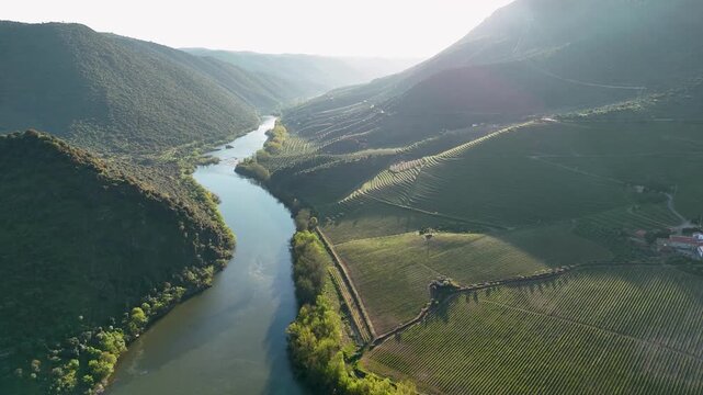 Aerial view of douro river and vineyards in portugal