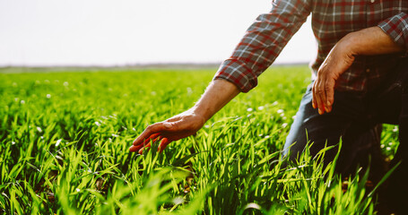 A person stands in a field and holds a green plant with roots in their hands. The sun shines brightly and the scenery shows a vast area of cultivated land. © maxbelchenko