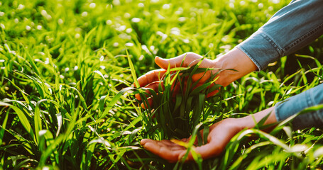 A person stands in a field and holds a green plant with roots in their hands. The sun shines brightly and the scenery shows a vast area of cultivated land. © maxbelchenko