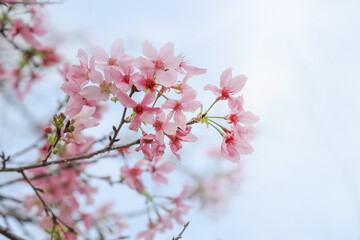 Fototapeta premium cherry blossom against blue sky