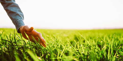 A person stands in a field and holds a green plant with roots in their hands. The sun shines brightly and the scenery shows a vast area of cultivated land. © maxbelchenko