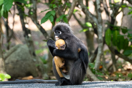 a baby of dusky leaf monkey held by its mother