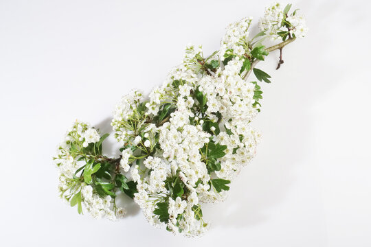 Wei&szlig;dorn mit Bl&uuml;ten und Tabletten