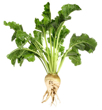 Single Sugar Beet with Leaves - Vegetables on white Background