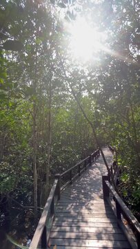 Wooden bridge walkway mangrove forest