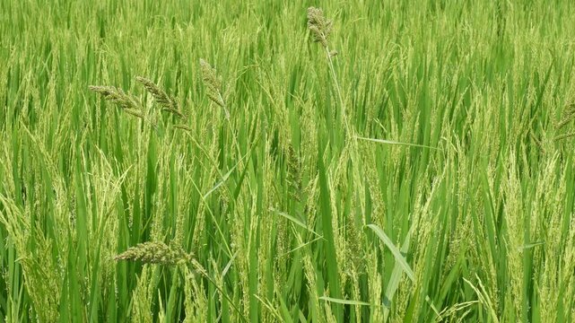 Rice Field with Green Panicles in Grain Stage