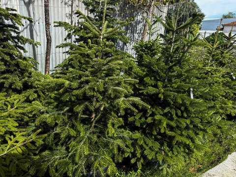 Pine tree greenhouse