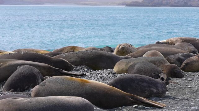 Elephant seal harem resting on a rocky ocean shore in Southern California, with individuals tossing sand and small stones over their bodies, showing natural cooling behavior.