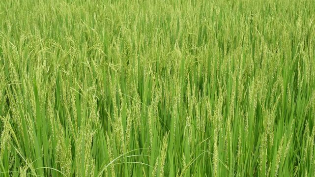Dense Green Rice Field with Flowering Panicles