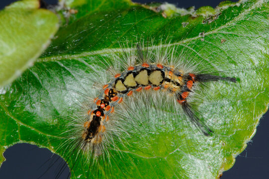 Schlehen-B&uuml;rstenspinner, Orgyia antiqua,  Raupe