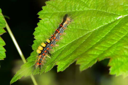 Schlehen-B&uuml;rstenspinner, Orgyia antiqua,  Raupe