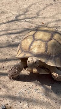 Turtles at the zoo