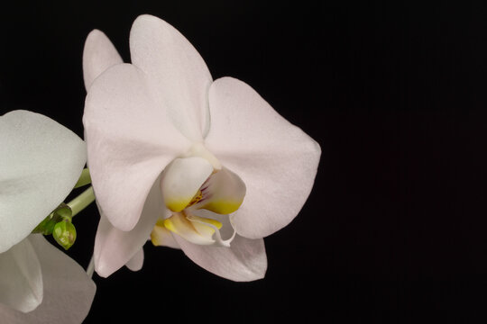 Close-up of white Phalaenopsis orchid flower, known as Moth Orchid or Phal  with yellow and pink center, unopened buds, and smooth petals against black background