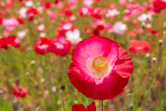 ポピーの咲く頃