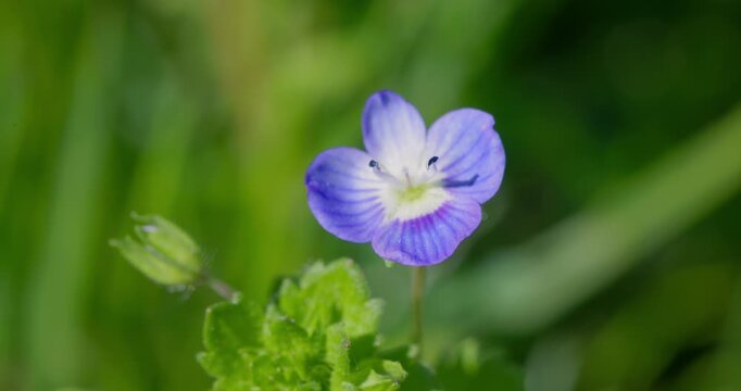 Persian speedwell (Veronica persica) flower close-up