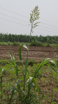 Sorghum Crop with Seed Heads in Field
