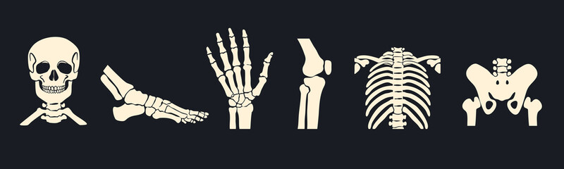Different body parts. Human skeleton, foot, pelvis, arm, skull, chest, knee, ribs. Bone injury, medical scanning, checkup, hospital concept. Hand drawn Vector illustration 