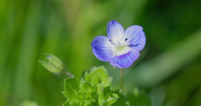 Persian speedwell (Veronica persica) flower close-up
