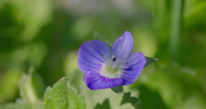 Persian speedwell (Veronica persica) flower close-up