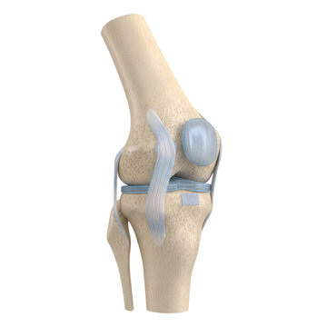 complex, hyper-detailed anatomical 3d render of the knee joint components, highlighting fibrous ligaments and translucent cartilage on a transparent background. scientific precision
