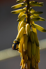 American bumble bee (Bombus pensylvanicus) collecting nectar from a flower © Rodolfo