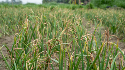 Obraz premium Onion plants growing in an agricultural field with dried leaves