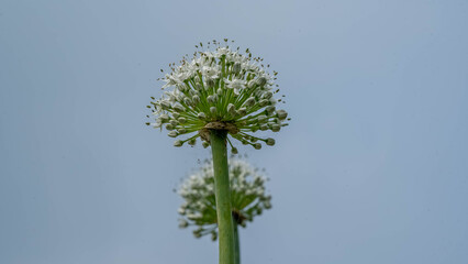 Fototapeta premium Onion flower blooming white against clear sky