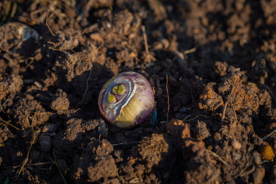 A plant bulb or corm growing in rich organic soil under natural sunlight.