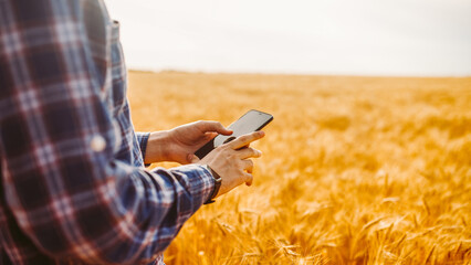 A person stands in a wheat field using a smartphone. The sun sets, casting warm light on the field. The sky shows hints of color as day shifts to evening. © maxbelchenko