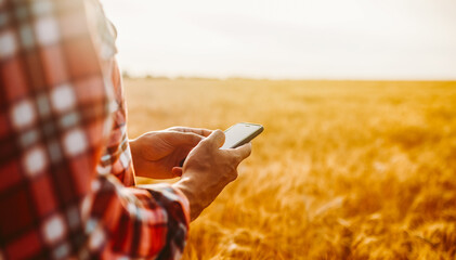 A person stands in a wheat field using a smartphone. The sun sets, casting warm light on the field. The sky shows hints of color as day shifts to evening. © maxbelchenko