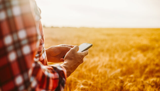 A person stands in a wheat field using a smartphone. The sun sets, casting warm light on the field. The sky shows hints of color as day shifts to evening.
