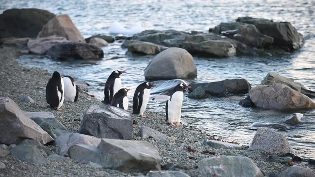 Gentoo penguins walk and settle on the rocky ground during the summer in Antarctica. The weather is cold and foggy as they move about their breeding area.
