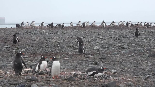 Gentoo penguins walk and settle on the rocky ground during the summer in Antarctica. The weather is cold and foggy as they move about their breeding area.