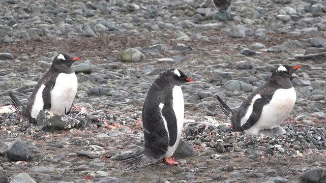 Gentoo penguins walk and settle on the rocky ground during the summer in Antarctica. The weather is cold and foggy as they move about their breeding area.