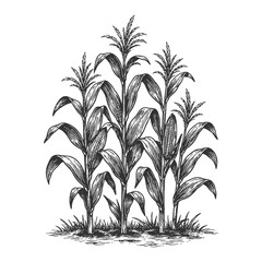 Detailed line art vector illustration of three corn plants, black and white vintage botanical engraving © Chairul