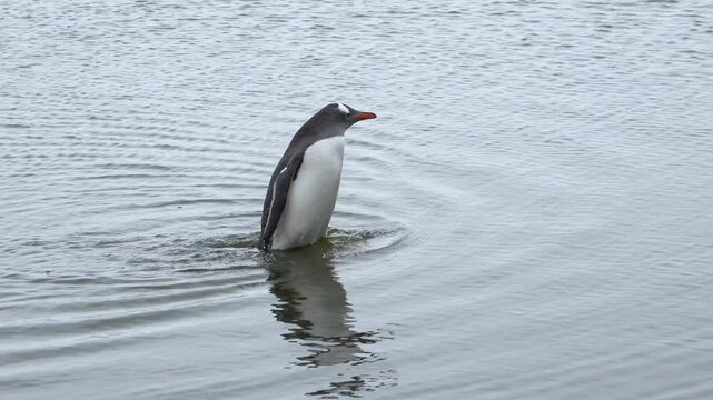 Gentoo penguins walk and settle on the rocky ground during the summer in Antarctica. The weather is cold and foggy as they move about their breeding area.