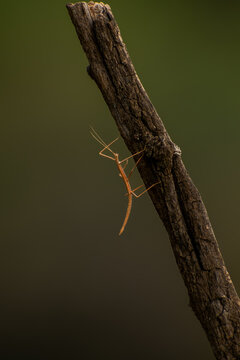 Palopseudosermyle sp. stick insect close-up