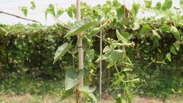 Green Vine Plant Growing on Wooden Support